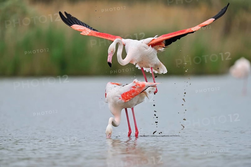 Rosaflamingo (Phoenicopterus ruber) Greater Flamingo