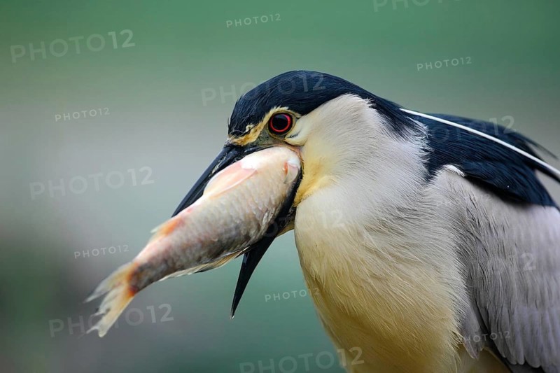 Night heron, detail portrait of grey water bird with fish in the bill, animal in the water, action scene, Hungary, Europe