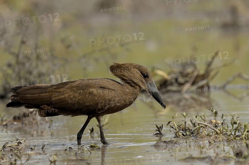 Hamerkop (Scopus umbretta), Gambia, Africa
