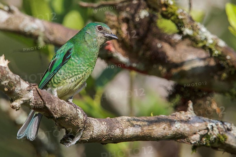 Swallow Tanager (Tersina viridis) perched on a branch in the Atlantic rainforest of southeast Brazil