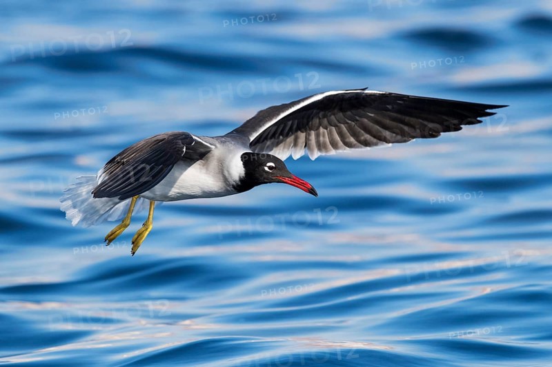 White-eyed Gull (Ichthyaetus leucophthalmus) flying, Eilat, Israel, Asia