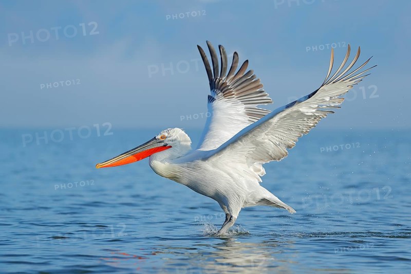 Dalmatian pelican, Pelecanus crispus, landing in Lake Kerkini, Greece. Pelican with open wings. Wildlife scene from European nature. Bird landing to the blue lake water. Bird fly