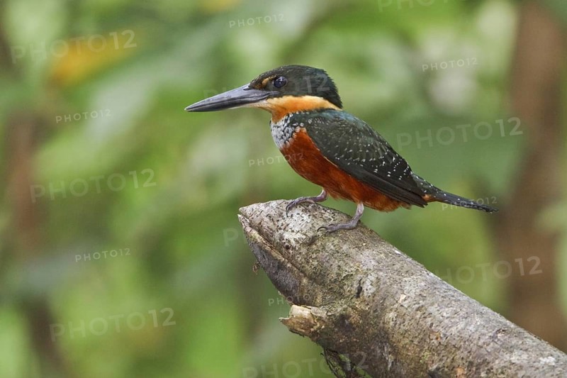 Green-and-rufous Kingfisher (Chloroceryle inda), Ecuador, South America