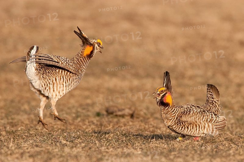 Greater Prairie Chicken (Tympanuchus cupido) male, Wisconsin, USA, North America