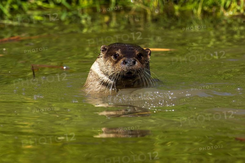 An otter pops its head out of the green water, European otter (Lutra lutra), Germany, Europe