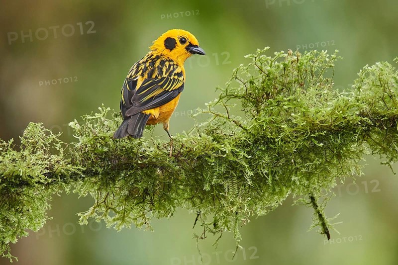 Golden Tanager (Tangara arthus) perched on a mossy branch, Ecuador, South America