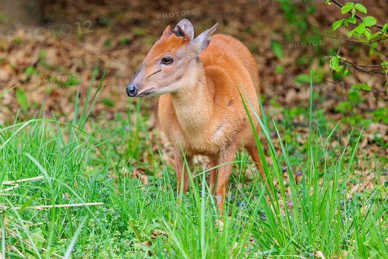 A male Red Forest Duiker (Cephalophus natalensis) stands in a green meadow, eating grass and herbs