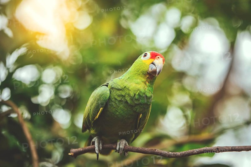 A colorful yellow naped parrot on a branch. Beautiful yellow-necked green parrot in its habitat