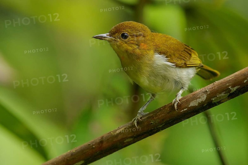 Scarlet and White Tanager (Chrysothlypis salmoni) perched on a branch in the Andes mountains of Colombia