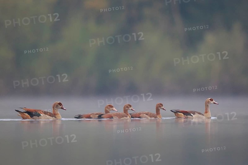 Egyptian Goose (Alopochen aegyptiaca) pair with young on water, North Rhine-Westphalia, Germany, Europe