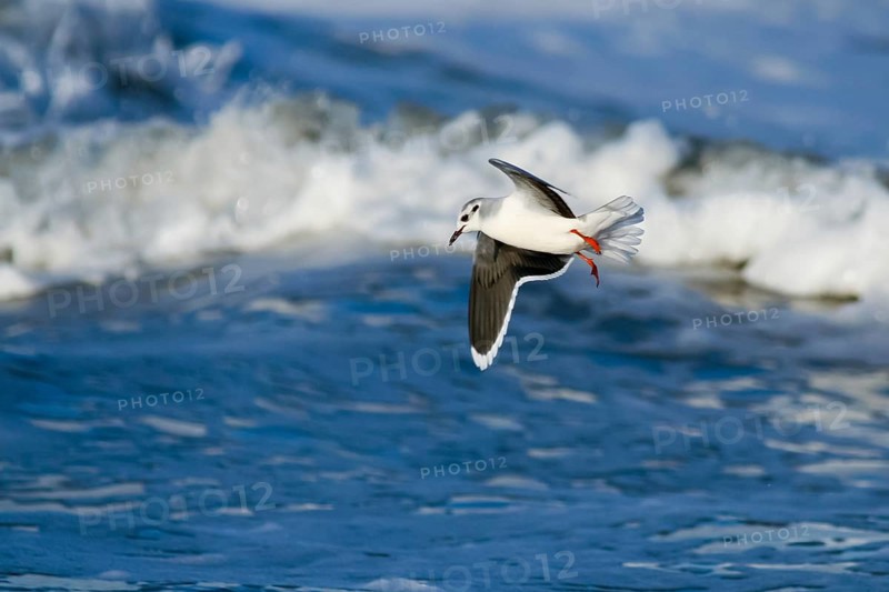 Little Gull (Hydrocoloeus minutus), Schleswig-Holstein, Germany, Europe