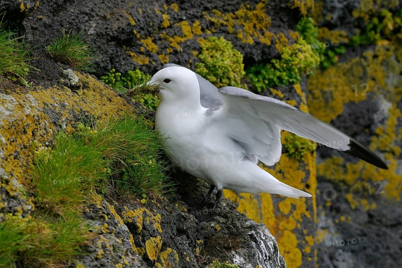 Black-legged Kittiwake (Rissa tridactyla), Alaska, USA, North America