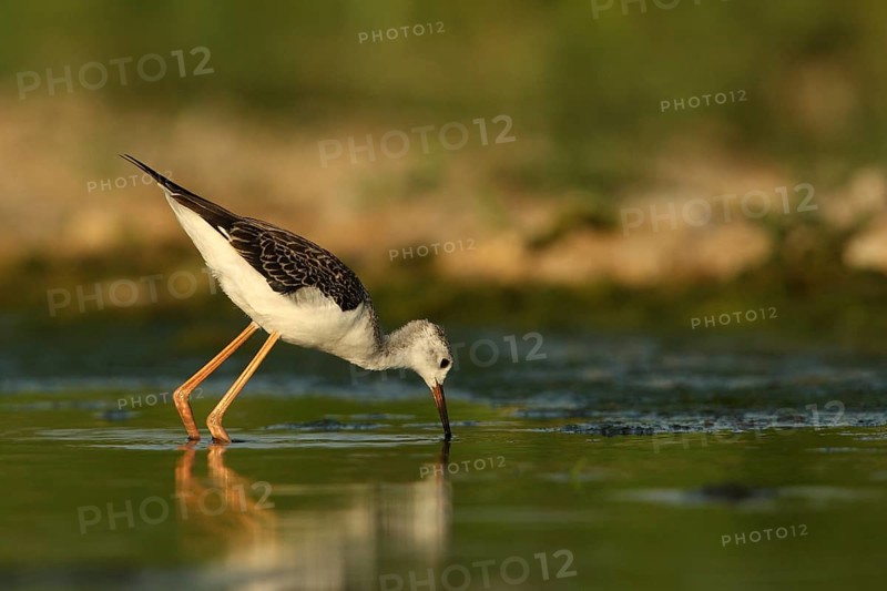 Black-winged Stilt (Himantopus himantopus) juvenile foraging, Piedmont, Italy, Europe