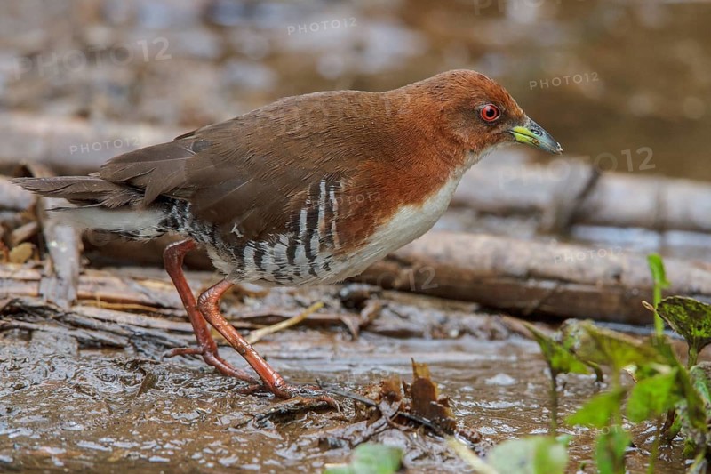 Red-and-white Crake (Laterallus leucopyrrhus) feeding in a marsh in the Atlantic rainforest of southeast Brazil