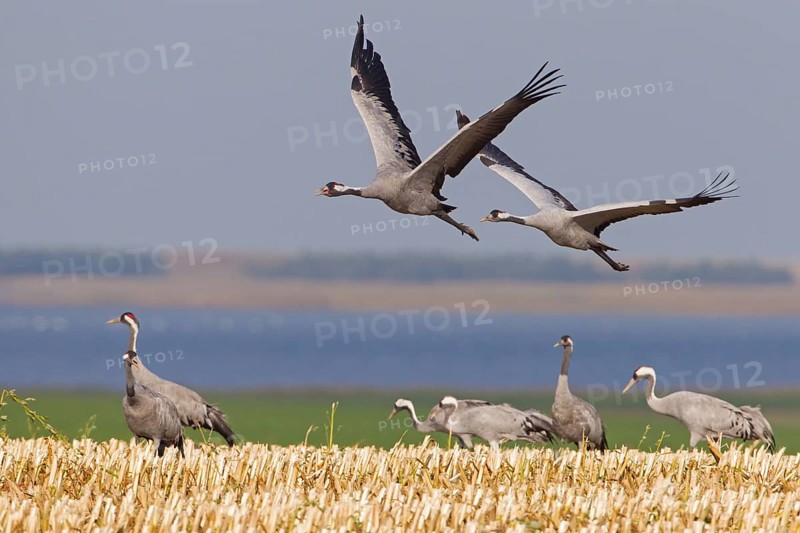 Common Crane (Grus grus) flying, Mecklenburg-Western Pomerania, Germany, Europe