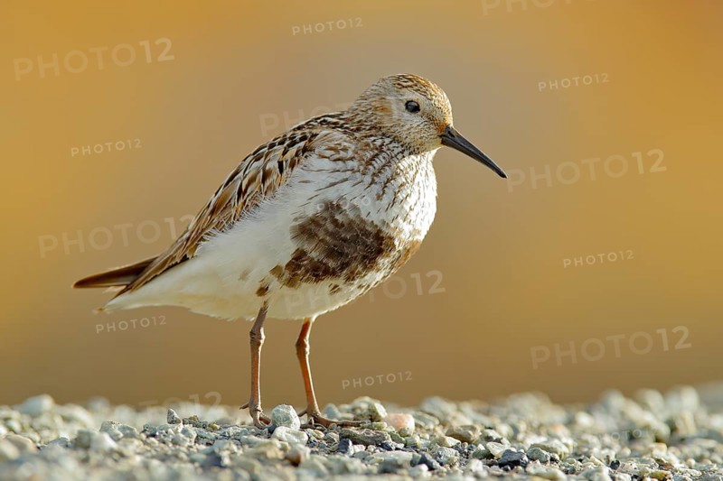 Dunlin, Calidris alpina, water bird in the nature habitat in Svalbard, Norway. Dunlin siting on the stone, Arctic summer wildlife