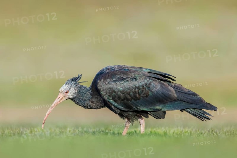 Waldrapp, Geronticus eremita Northern Bald Ibis, Geronticus eremita