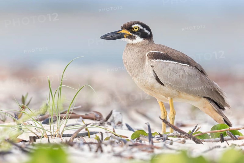 Beach Stone-curlew (Esacus magnirostris) perched on the beach in eastern Australia