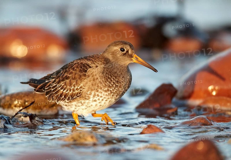 Purple Sandpiper (Calidris maritima), Schleswig-Holstein, Germany, Europe