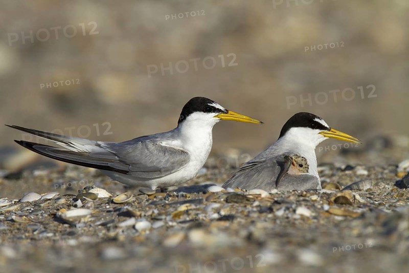 Little Tern (Sternula albifrons) pair with chick, Andalusia, Spain, Europe