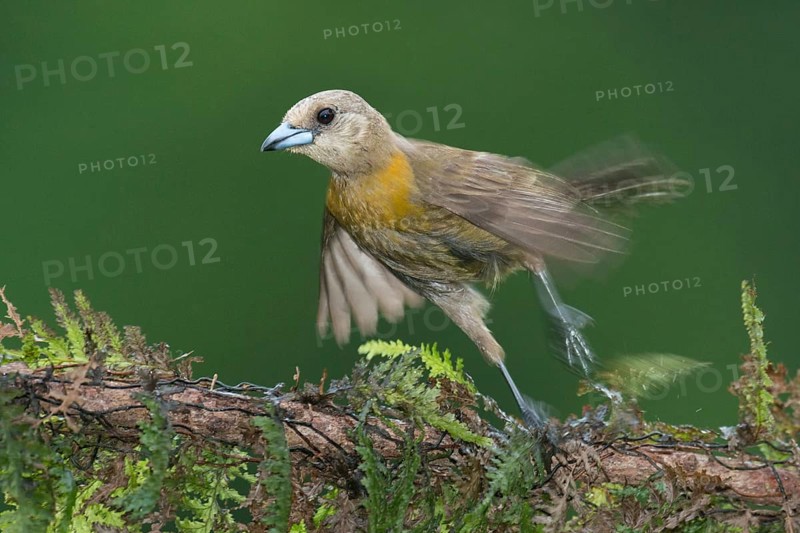 Passerini's Tanager (Ramphocelus passerinii), Costa Rica, Central America