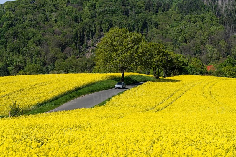 Car on a small country road through rape fields in full bloom, spring in the Elfringhauser Schweiz, hilly landscape south of the Ruhr near Hattingen-Elfringhausen, transition to the Bergisches Land, North Rhine-Westphalia, Germany, Europe