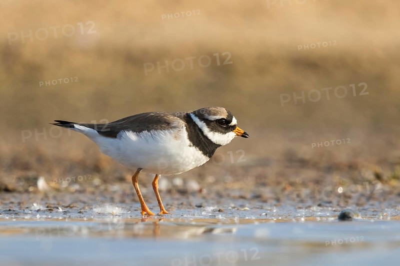 Common Ringed Plover (Charadrius hiaticula) foraging, North Rhine-Westphalia, Germany, Europe