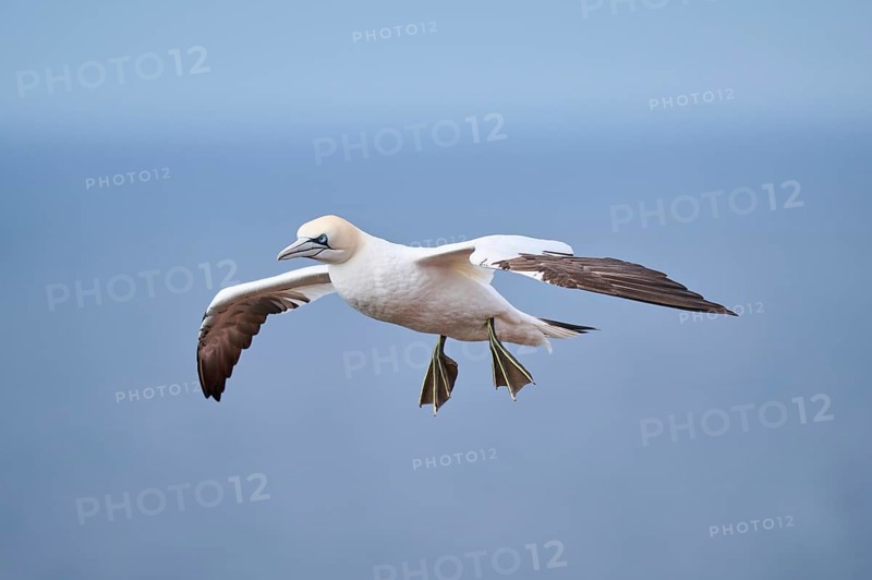 Northern gannet (Morus bassanus) flying over the sea, wildlife, Helgoland, Germany, Europe