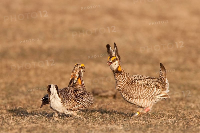 Greater Prairie Chicken (Tympanuchus cupido) male, Wisconsin, USA, North America