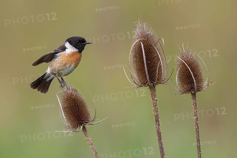 European Stonechat (Saxicola rubicola) male perched on Wild teasel (Dipsacus fullonum), Poland, Europe