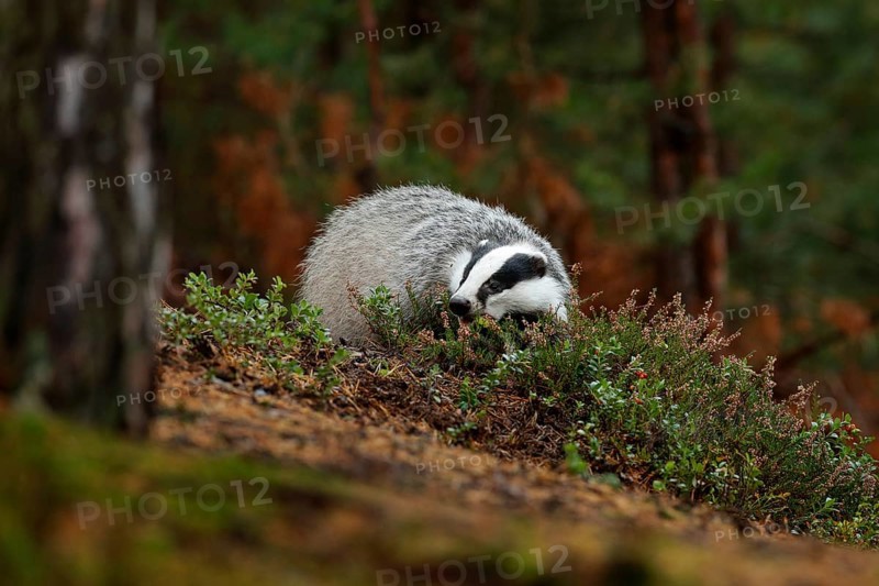 Badger in forest, animal nature habitat, Czech, Europe. Wildlife scene. Wild Badger, Meles meles, animal in wood. European badger, autumn pine green forest. Mammal environment, rainy day