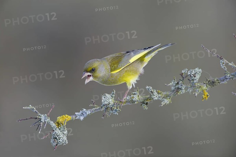 European Greenfinch (Chloris chloris) male, Saxony, Germany, Europe