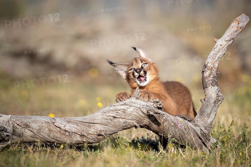 Caracal (Caracal caracal) playful cub chewing on tree trunk, Castile-La Mancha, Spain, Europe
