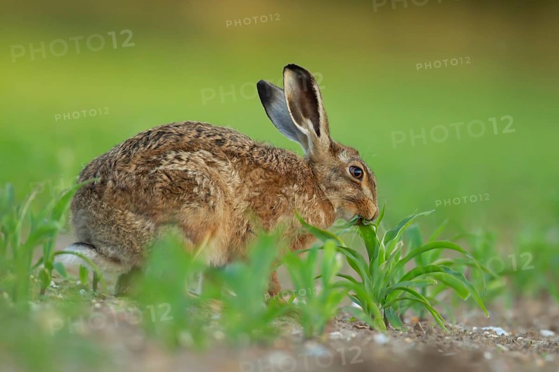 European brown hare (Lepus europaeus) adult animal feeding in a farmland maize field in summer, England, United Kingdom, Europe
