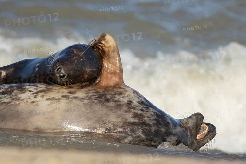 Grey seal (Halichoerus grypus) adult animal hugging another seal whilst sleeping on a beach, England, United Kingdom, Europe