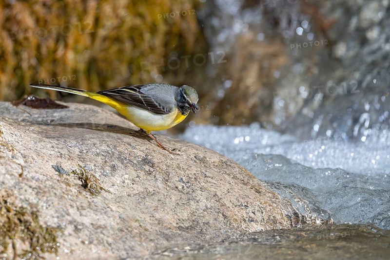 Grey wagtail (Motacilla cinerea), male, on a stone on the bank of a stream, Stans, Tyrol, Austria, Europe