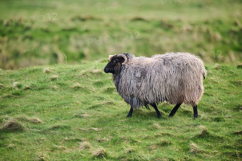 Domestic sheep (Ovis aries) 'Heidschnucke' on a meadow, Helgoland, Germany, Europe