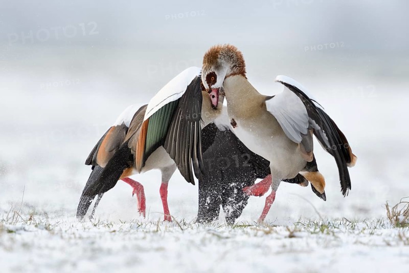 Egyptian Goose (Alopochen aegyptiaca) quarreling on snowy field, North Rhine-Westphalia, Germany, Europe