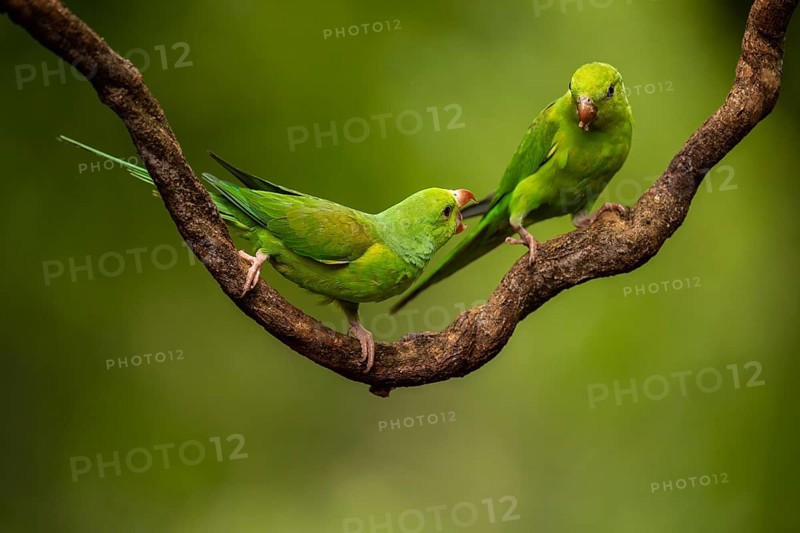Plain Parakeet (Brotogeris tirica) perched on a branch, Sao Paulo, Brazil, South America