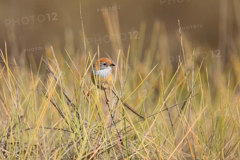 Mallee Emu-wren (Stipiturus mallee), Victoria, Australia, Oceania