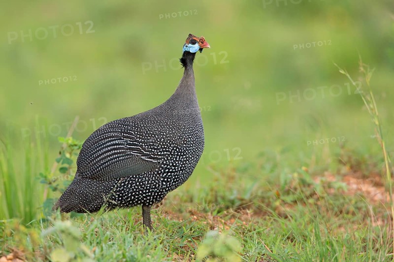 Helmeted Guineafowl (Numida meleagris), Uganda, Africa