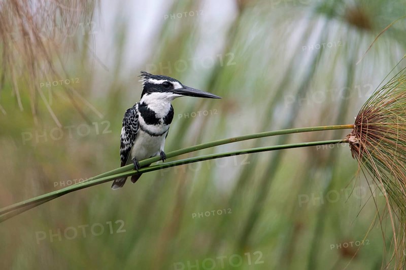Pied Kingfisher (Ceryle rudis) male perched on a plant stalk, Uganda, Africa