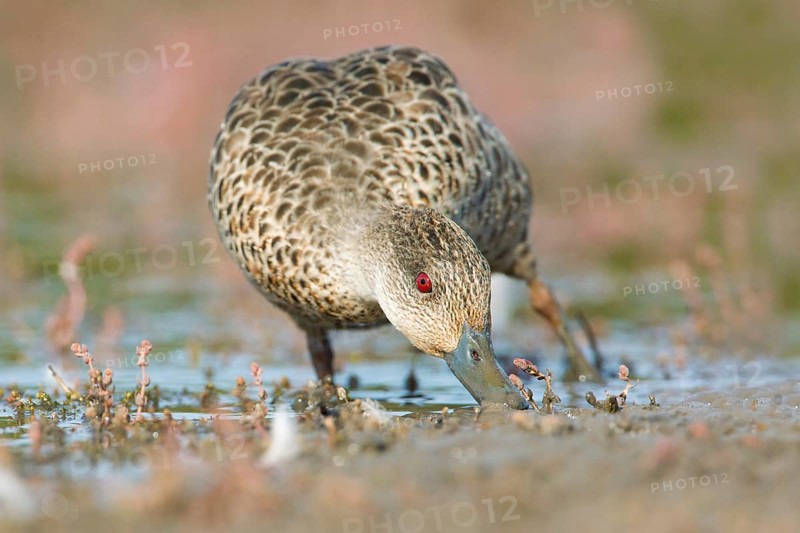 Grey Teal (Anas gracilis) feeding, Victoria, Australia, Oceania