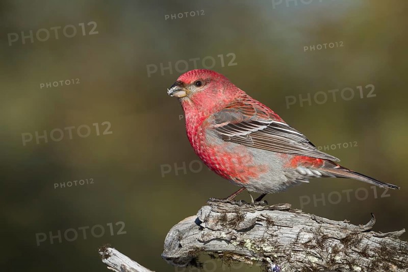 Pine Grosbeak - Hakengimpel - Pinicola enucleator, Finland, adult male, Europe