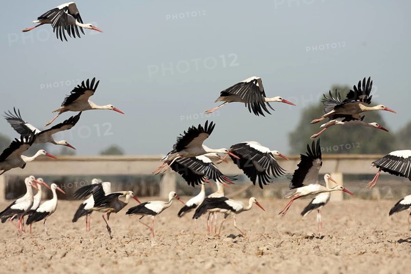 White Stork (Ciconia ciconia), Andalusia, Spain, Europe