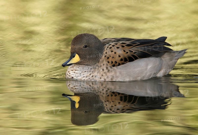 Yellow-billed Teal (Anas flavirostris), Arizona, USA, North America