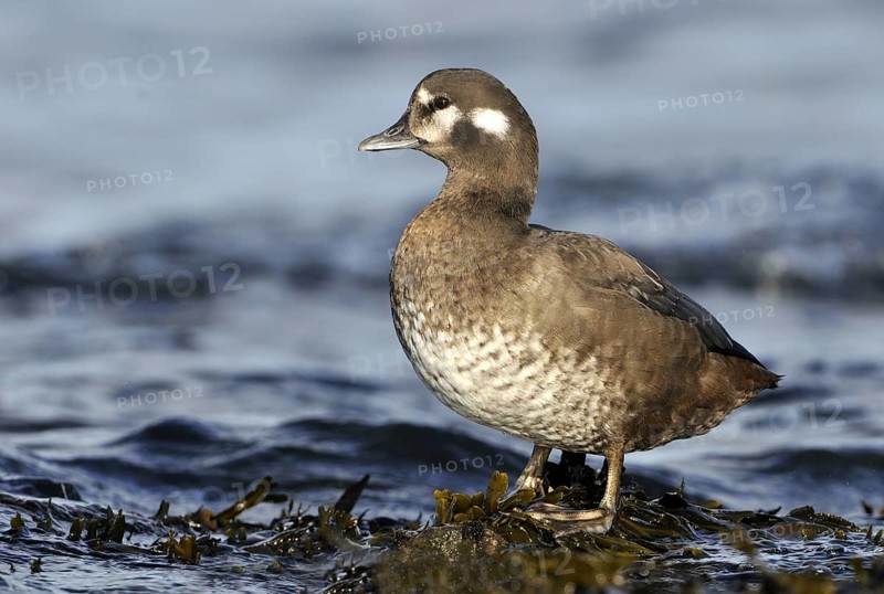 Harlequin Duck (Histrionicus histrionicus) female, British Columbia, Canada, North America