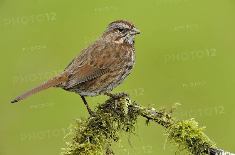 Song Sparrow (Melospiza melodia), British Columbia, Canada, North America