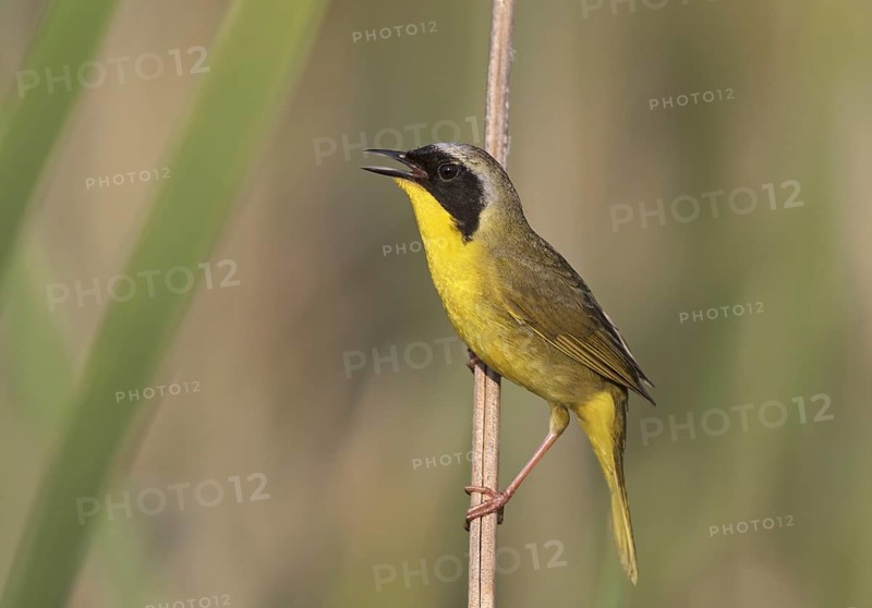 Common Yellowthroat (Geothlypis trichas) singing, Ohio, USA, North America