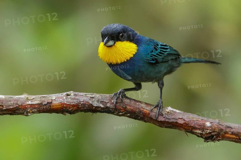 Purplish-mantled Tanager (Iridosornis porphyrocephalus) perched on a branch in the Andes Mountains of Colombia